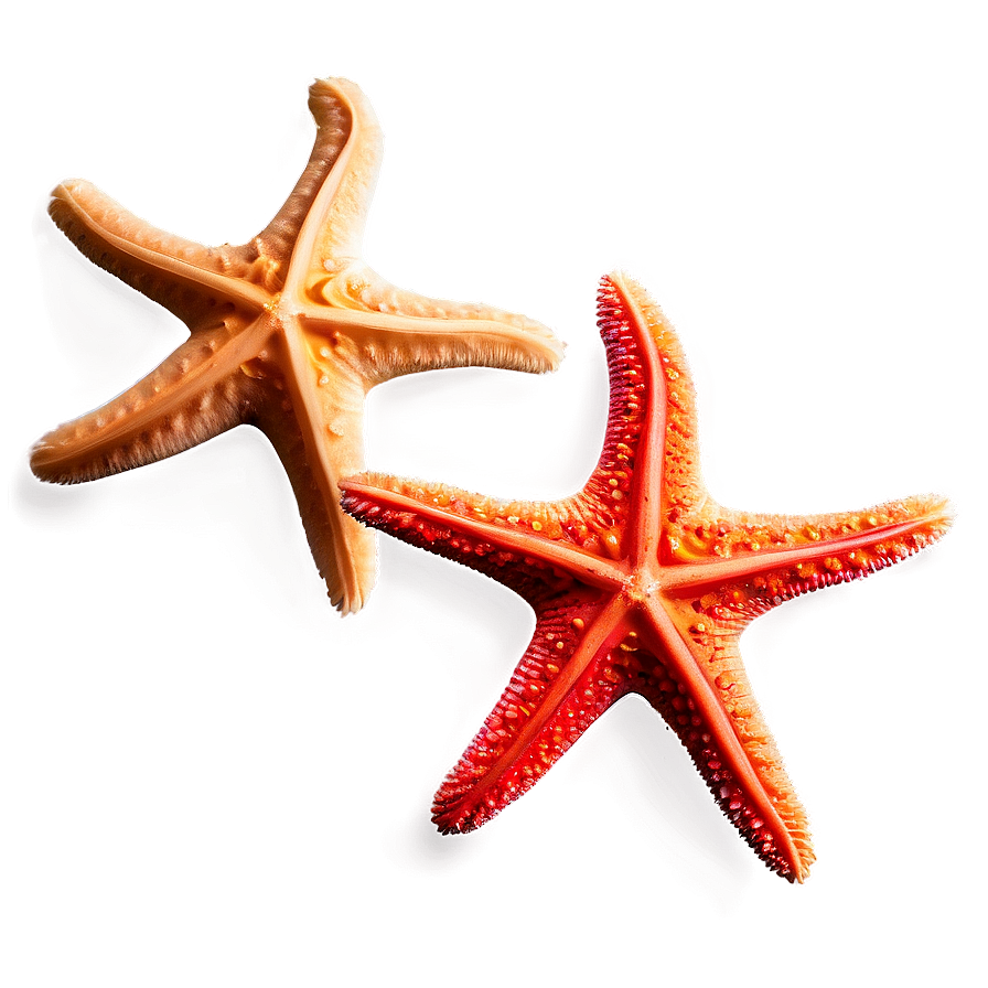 Underwater Starfish Png 8