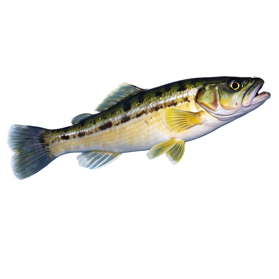 Underwater Walleye Png 68