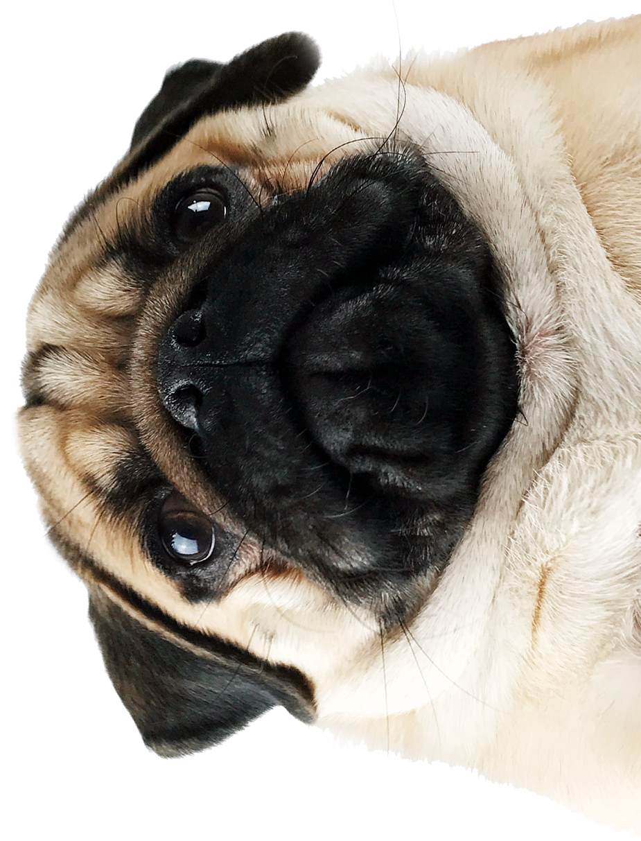 Upside Down Pug Portrait