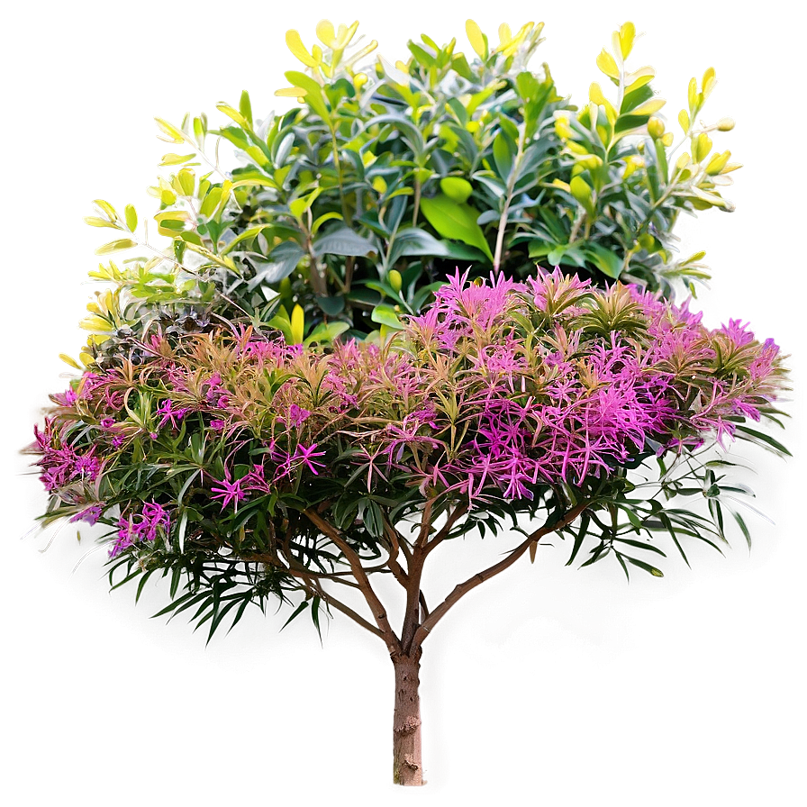 Urban Tolerant Shrubs Png Mrg