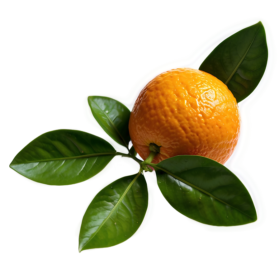 Valencia Oranges Png Prg19