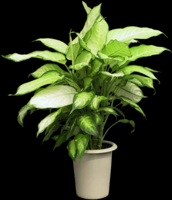 Variegated Dieffenbachia Plant