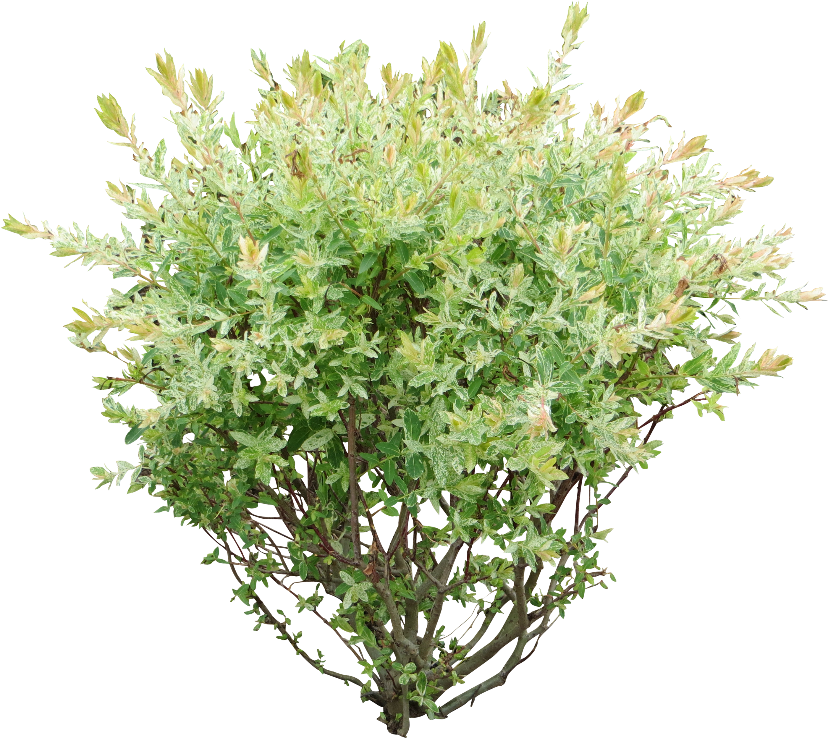 Variegated Green Shrub Isolated