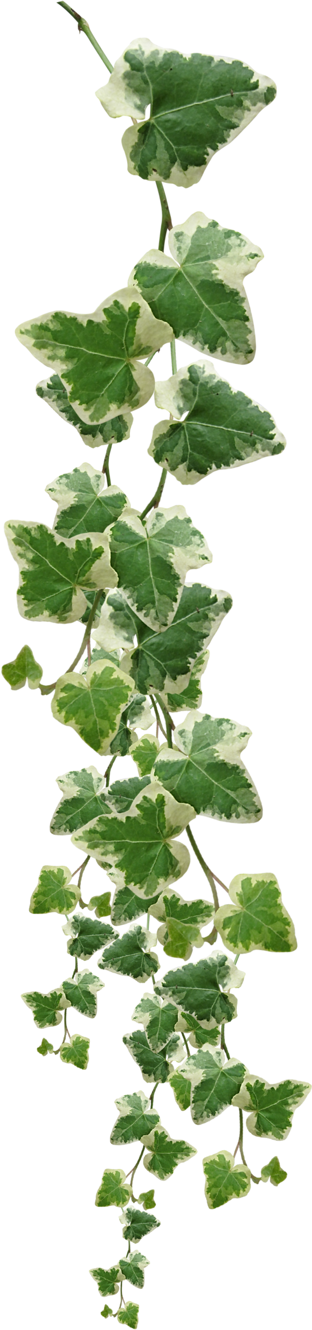 Variegated Ivy Vine Vertical Display