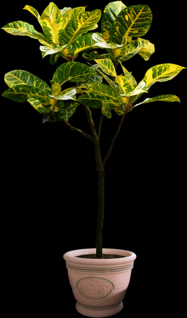 Variegated Plantin Pot