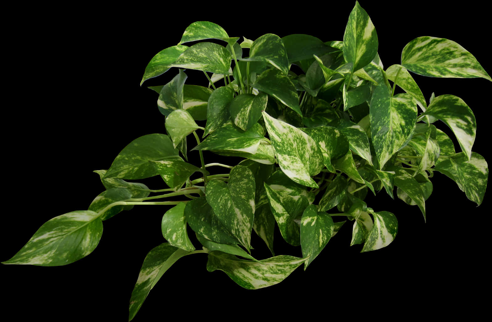 Variegated Pothos Planton Black Background