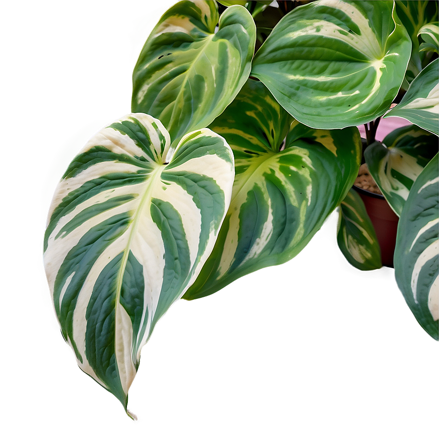 Variegated Pothos Varieties Png Wbk65