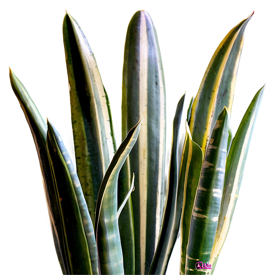 Variegated Snake Plant Png Idq99