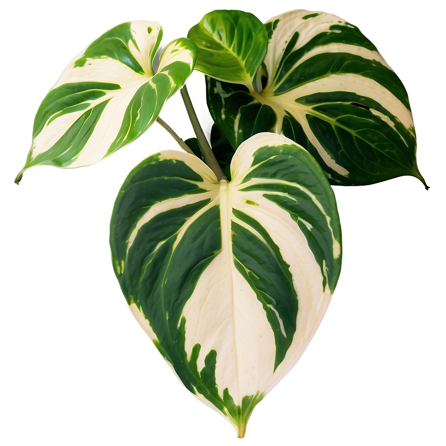 Variegation Preservation In Pothos Png 95