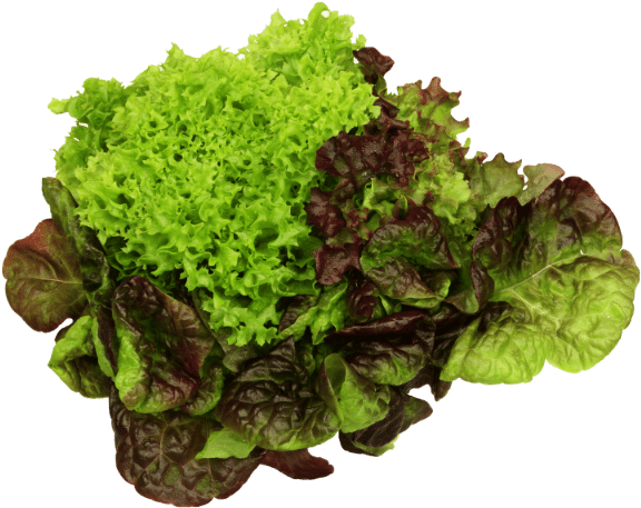 Varietiesof Lettuce