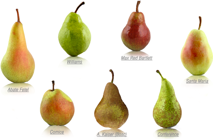 Varietiesof Pears Illustration