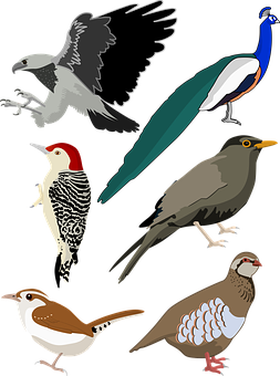 Variety_of_ Bird_ Illustrations