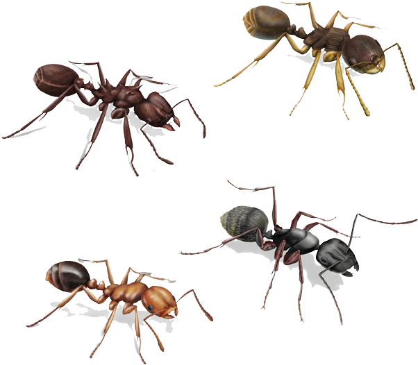 Varietyof Ants Illustration