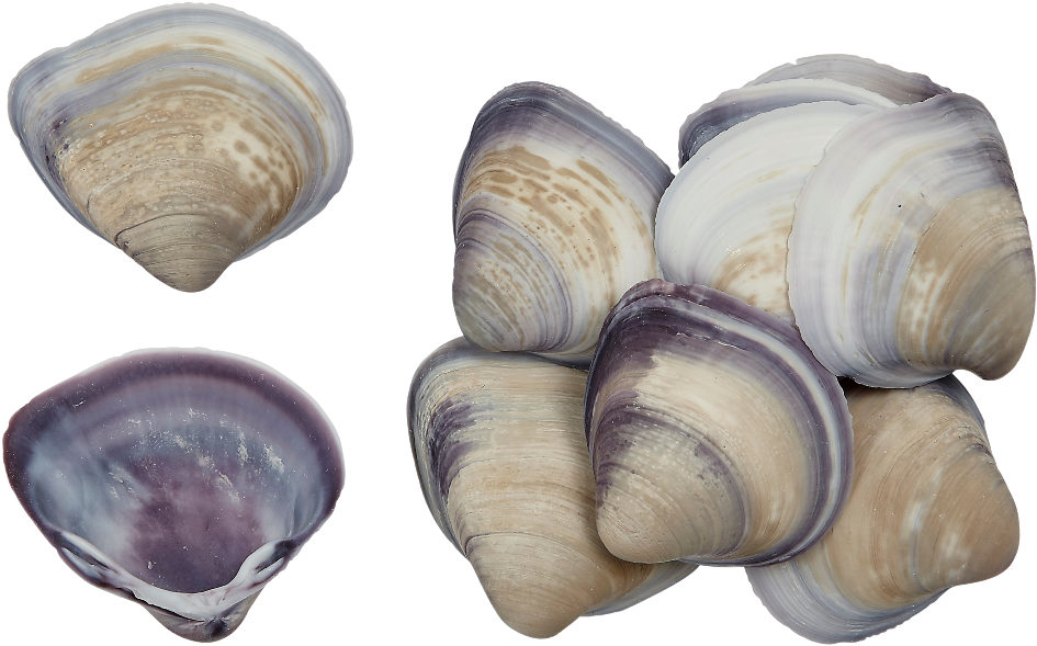 Varietyof Clam Shells