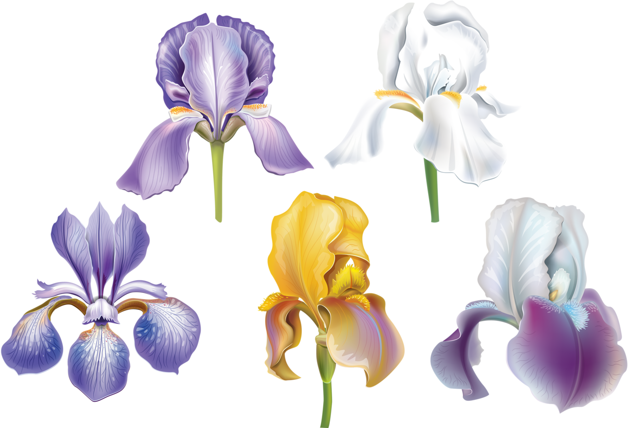 Varietyof Irises Illustration