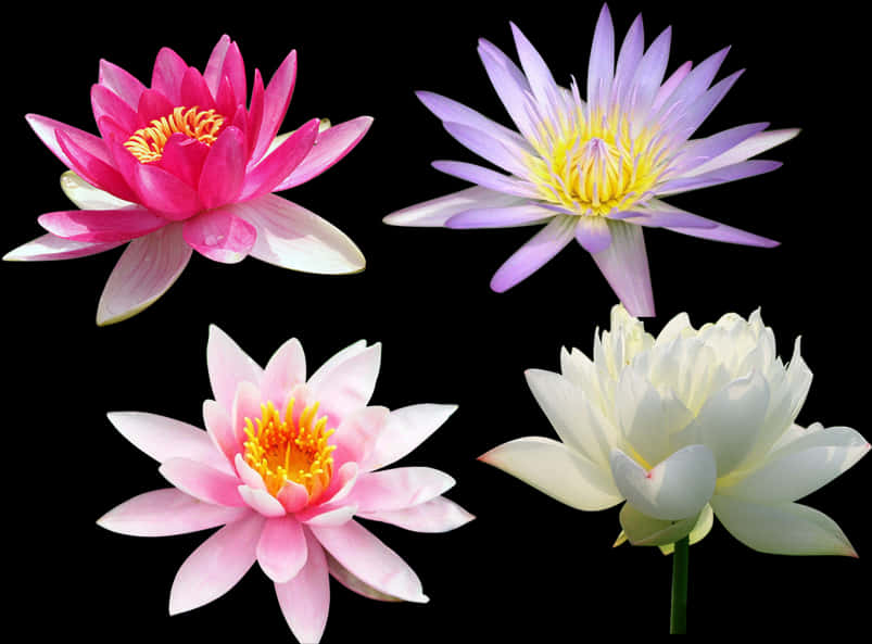 Varietyof Lotus Flowers