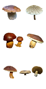 Varietyof Mushroomson Black Background.jpg