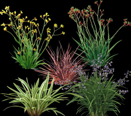 Varietyof Ornamental Grasses