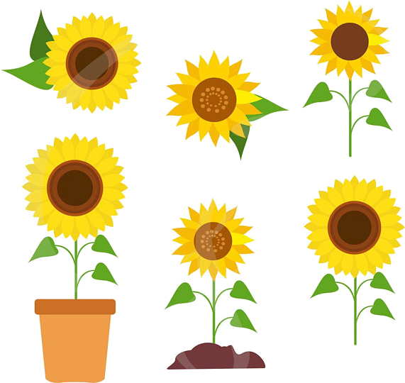 Varietyof Sunflowers Clipart