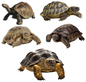 Varietyof Turtles Black Background