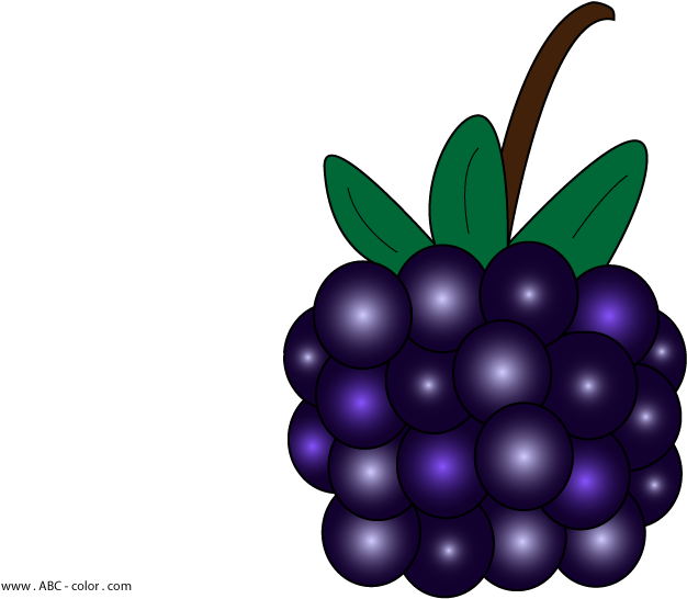 Vector Blackberry Illustration