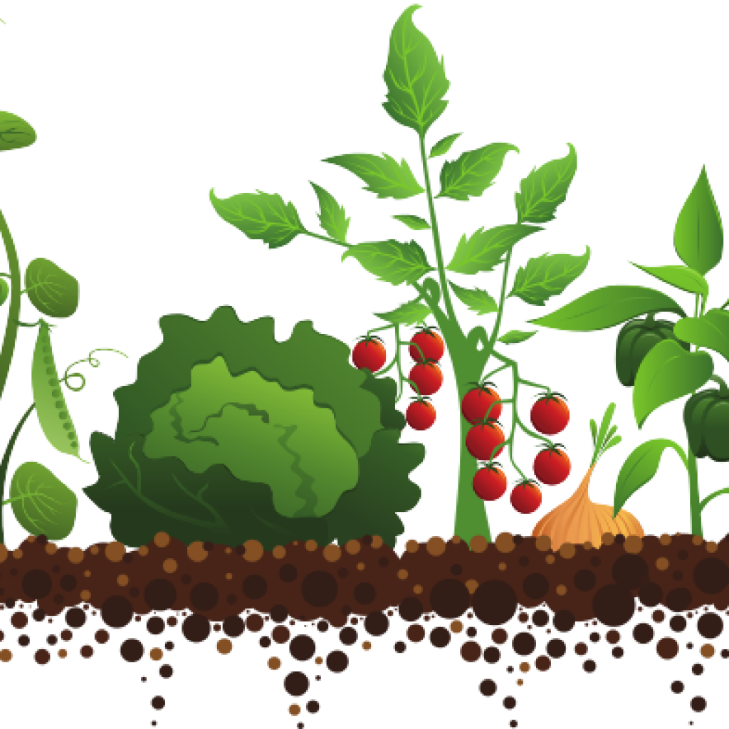 Vegetable Garden Illustration