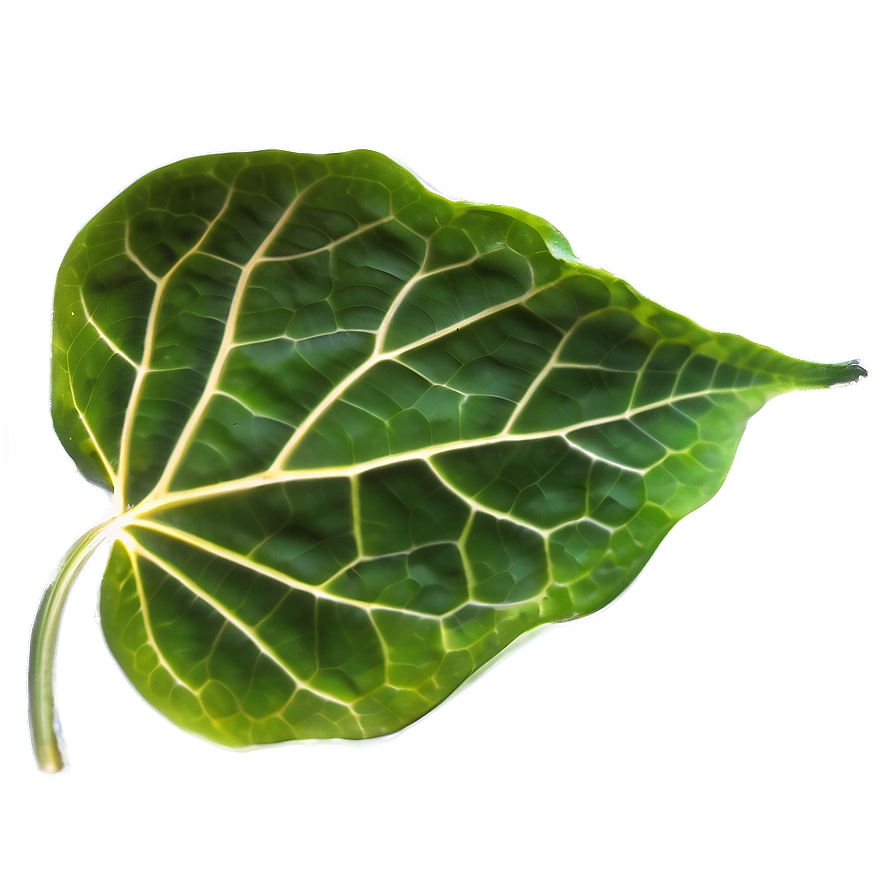 Veined Leaf Texture Png Yph