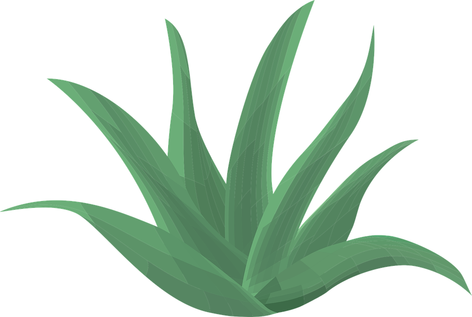 Vibrant Aloe Vera Illustration