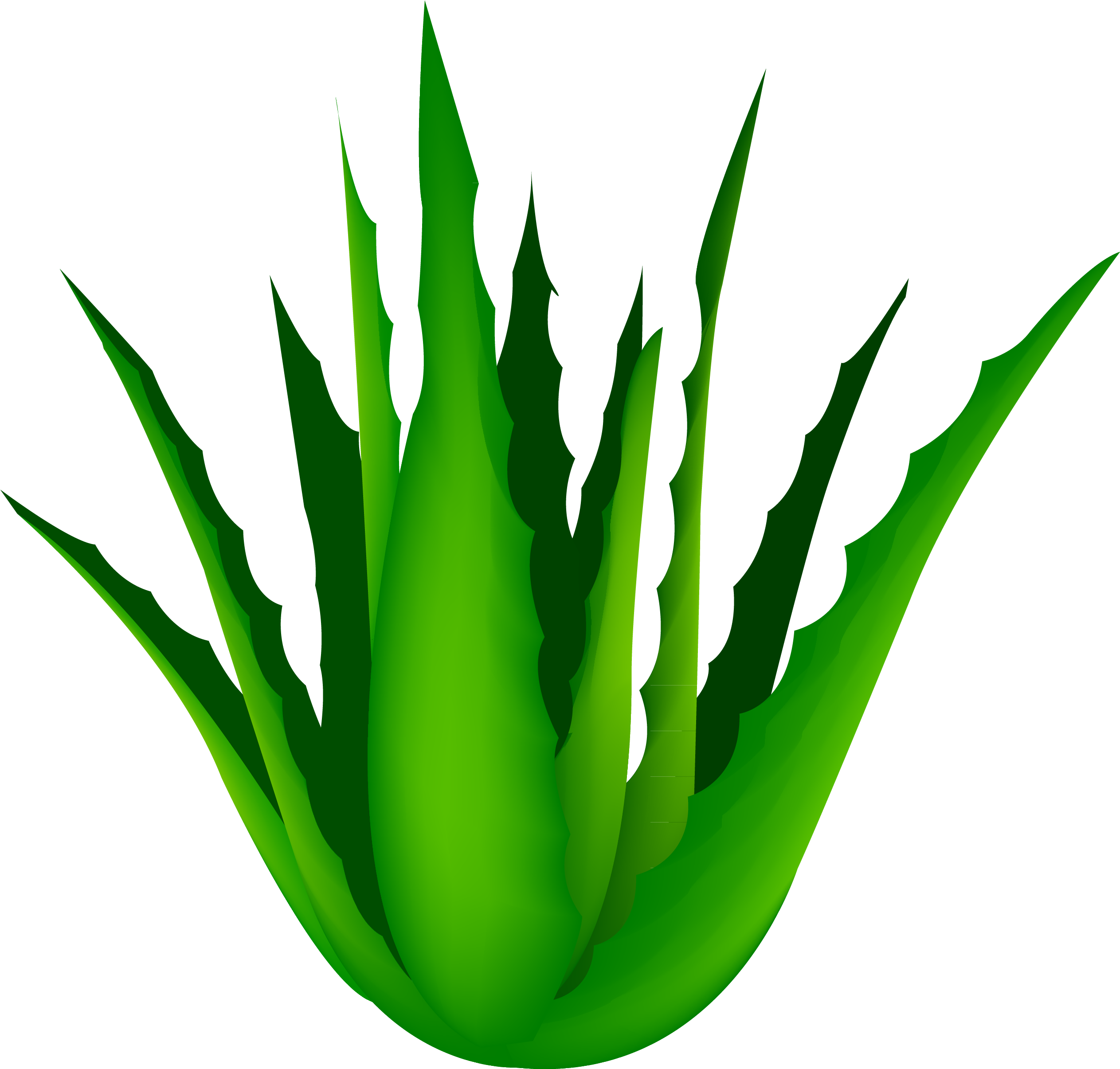 Vibrant Aloe Vera Plant Illustration