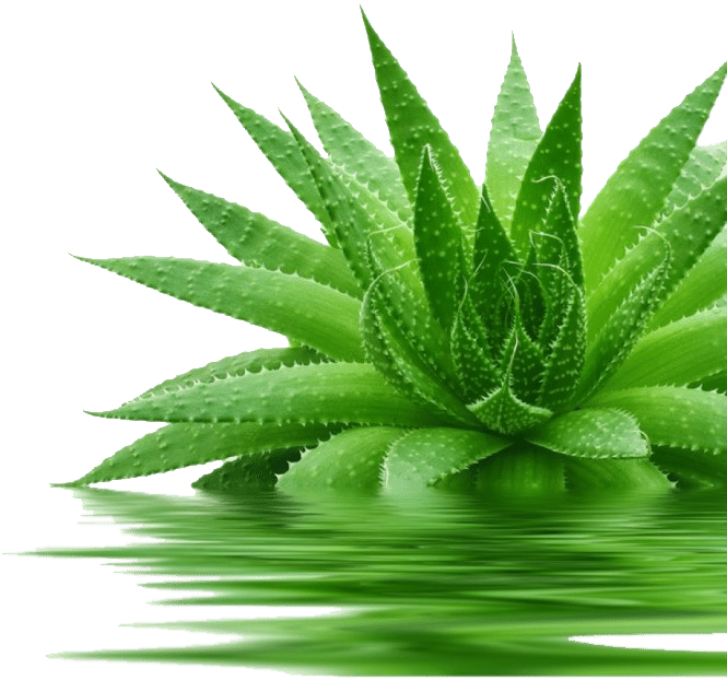 Vibrant Aloe Vera Plant Reflection