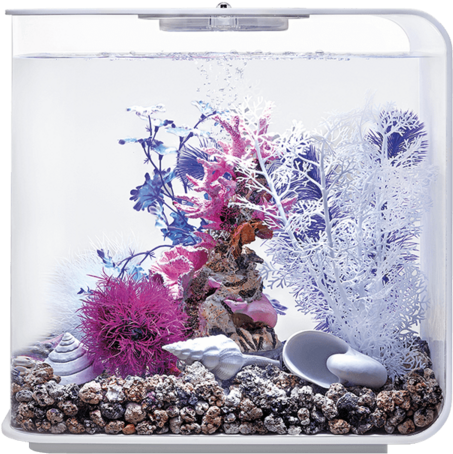 Vibrant Aquarium Coral Display