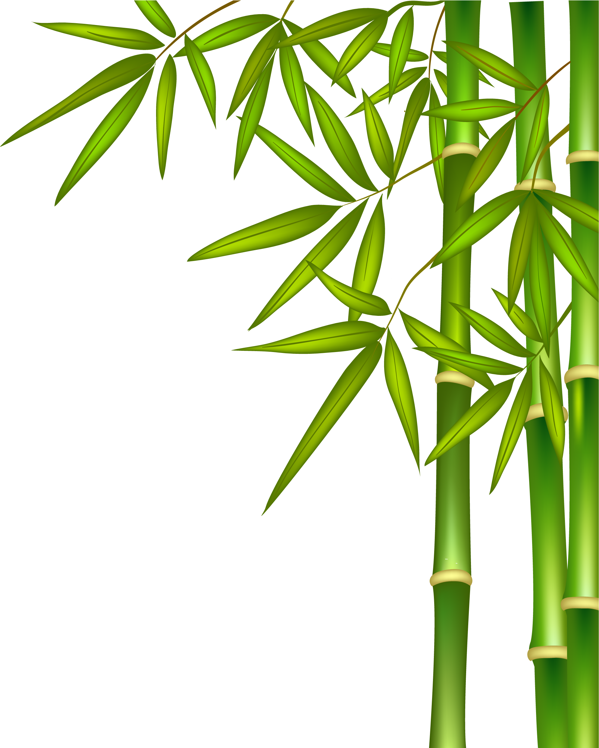 Vibrant Bamboo Stalks