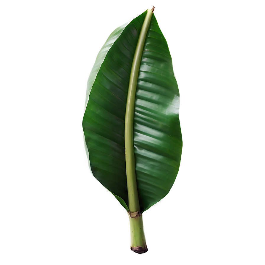 Vibrant Banana Leaf Png Ycr