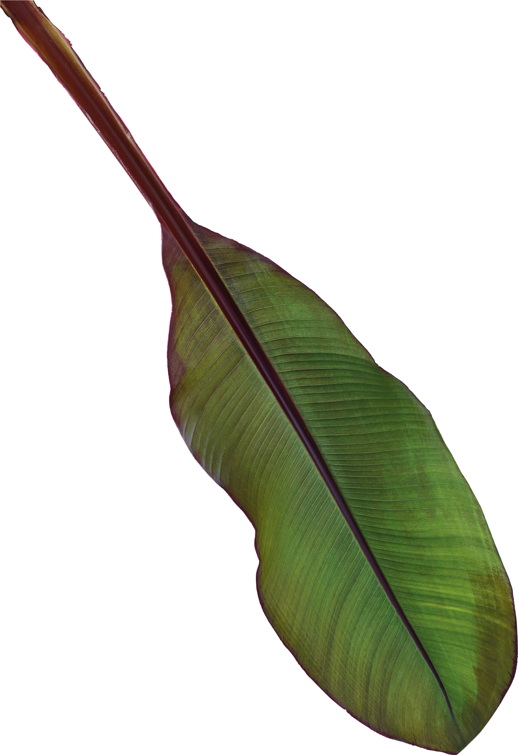 Vibrant Banana Leaf Texture