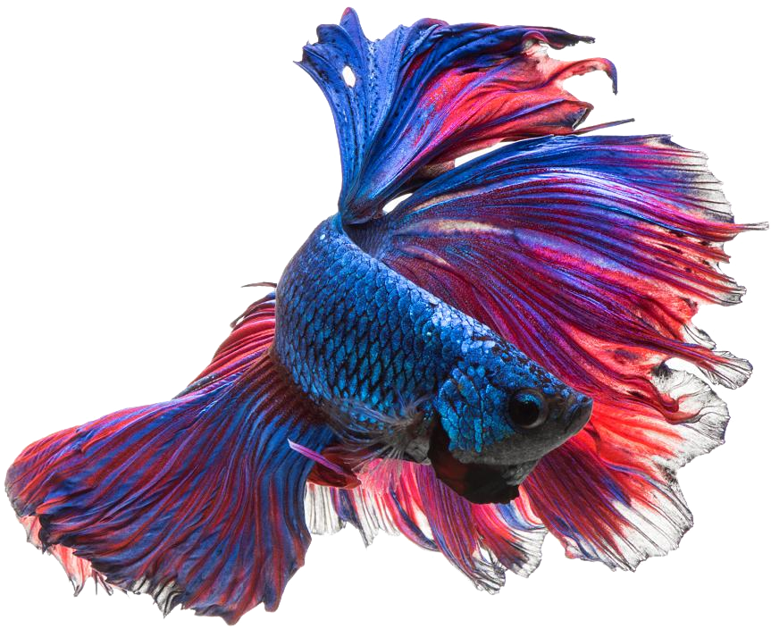 Vibrant Betta Fish Display