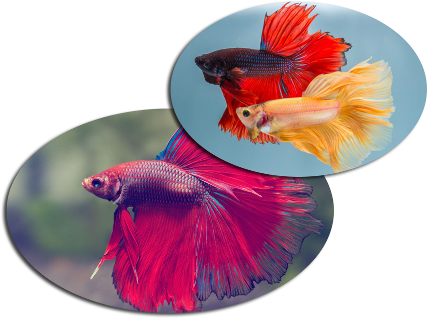 Vibrant Betta Fish Duo