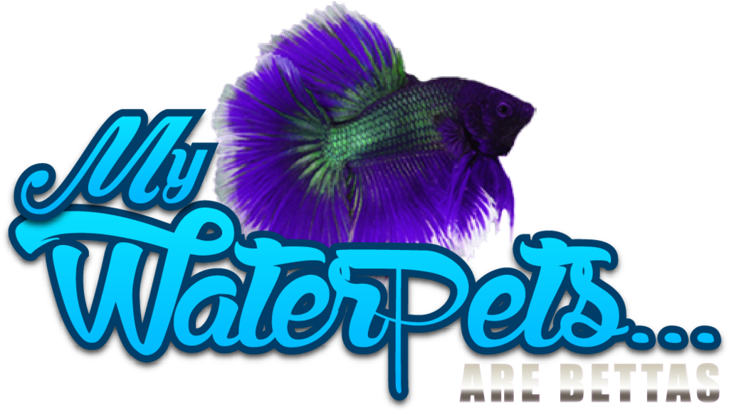 Vibrant Betta Fish Graphic