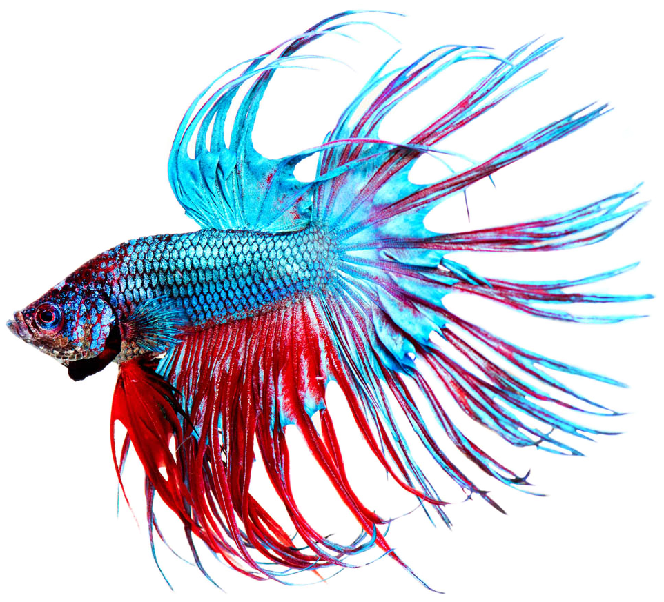 Vibrant Betta Fish Spread Fins