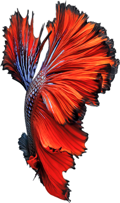 Vibrant Betta Fish Swimming