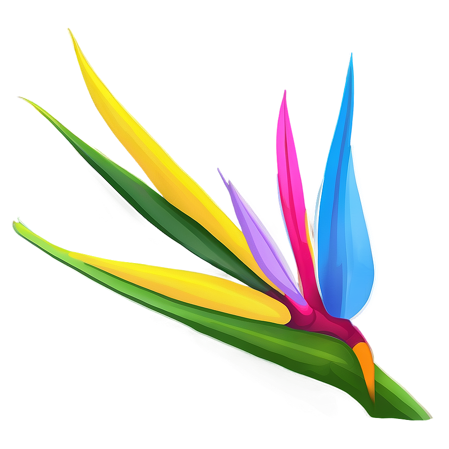 Vibrant Bird Of Paradise Illustration Png 06212024