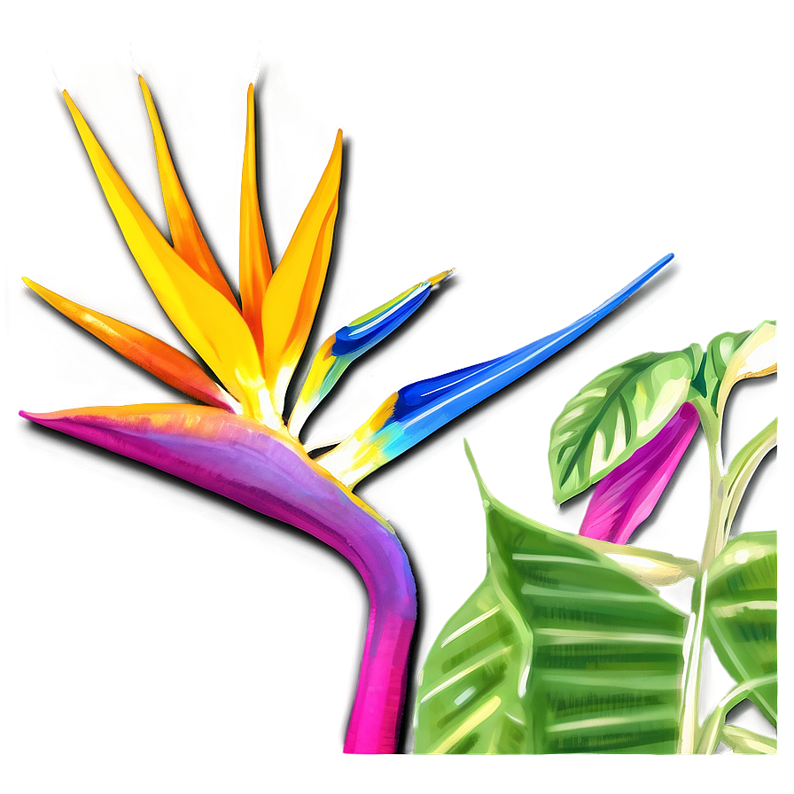 Vibrant Bird Of Paradise Illustration Png 53