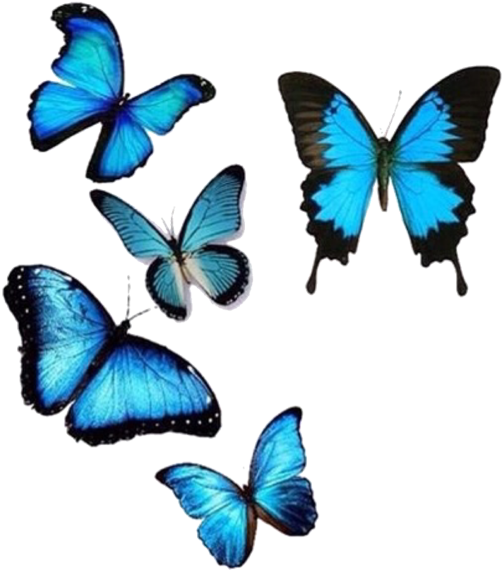 Vibrant Blue Butterflies Collection