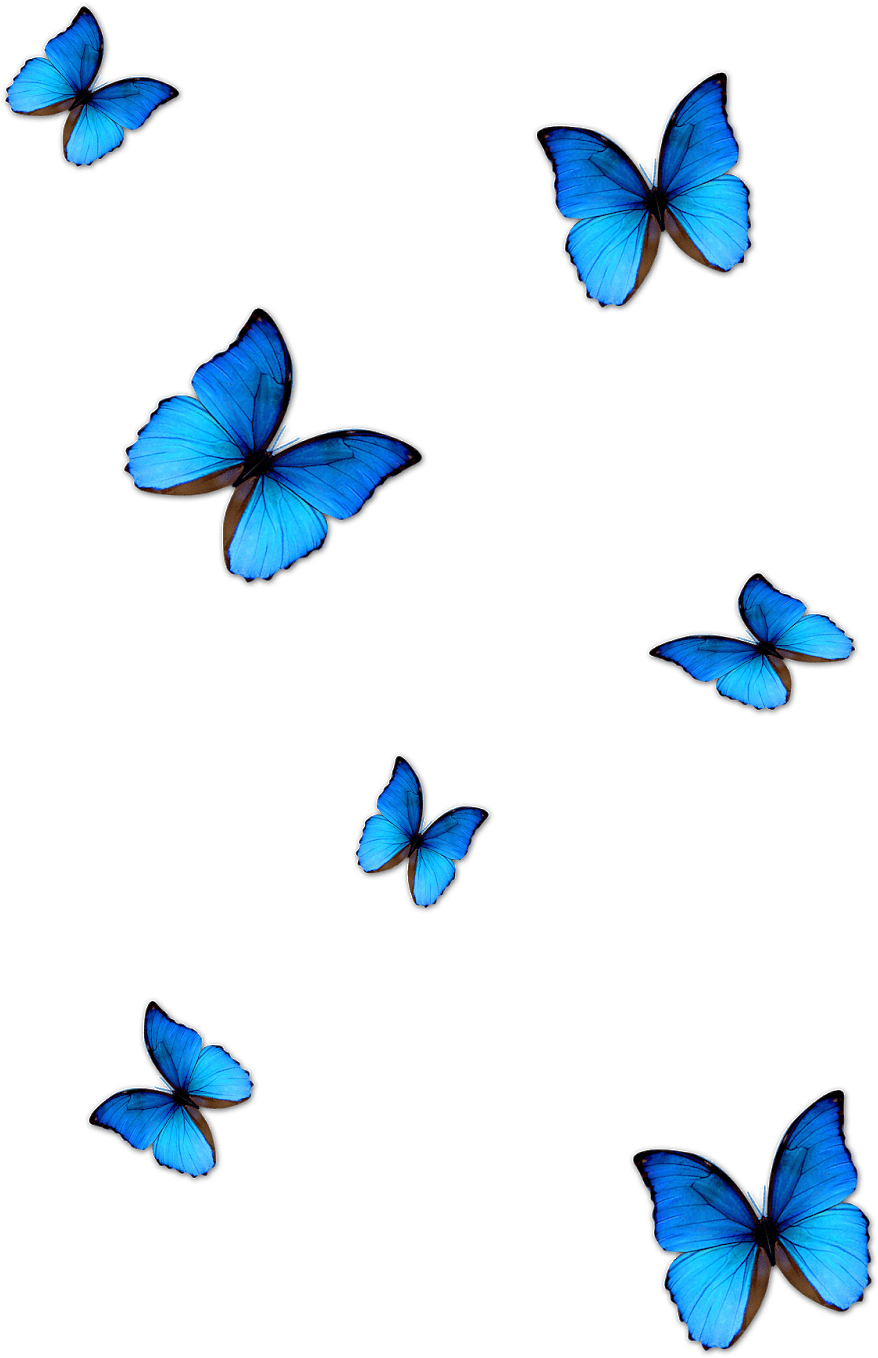 Vibrant Blue Butterflieson Grey