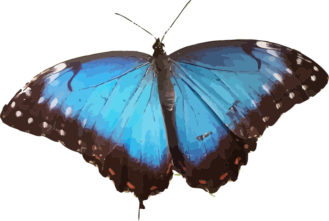 Vibrant Blue Butterfly