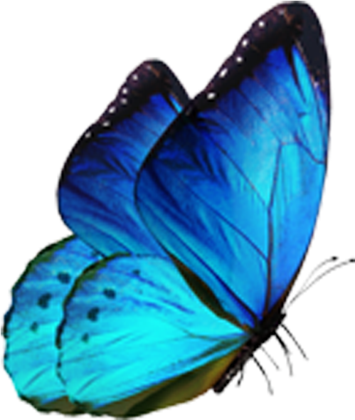 Vibrant Blue Butterfly Isolated