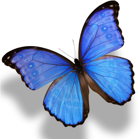 Vibrant_ Blue_ Butterfly_ P N G