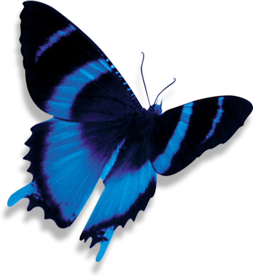 Vibrant Blue Butterfly