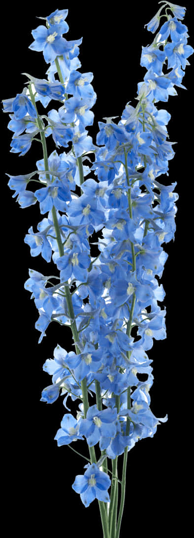 Vibrant Blue Delphiniums