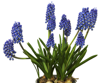 Vibrant Blue Grape Hyacinths