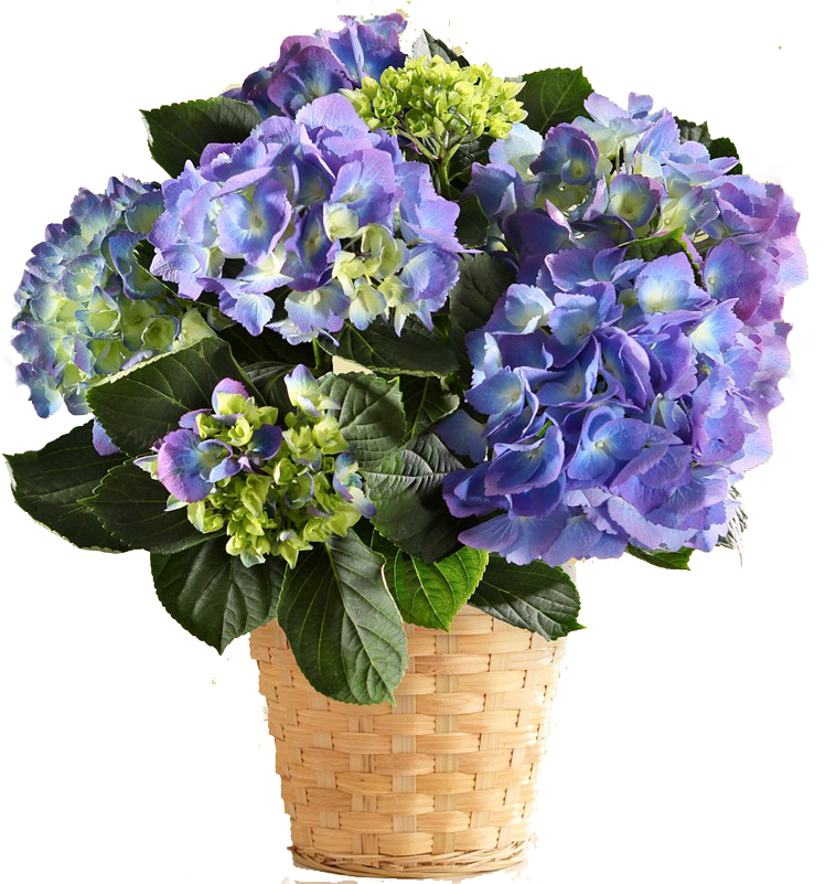 Vibrant Blue Hydrangea Basket